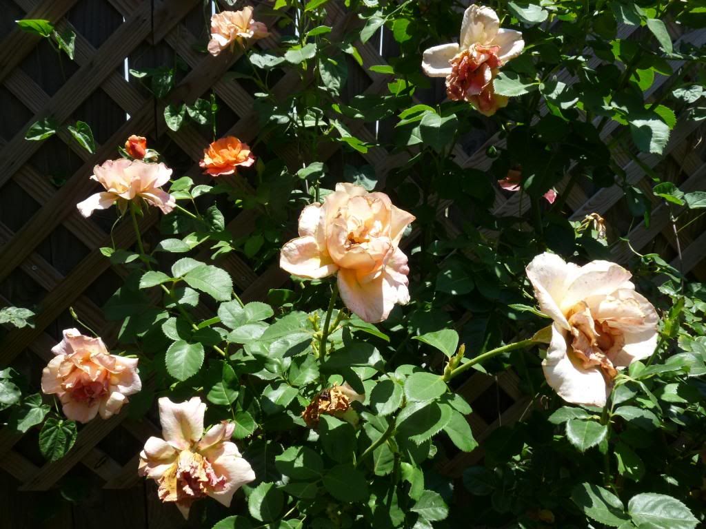  photo easydoesit.jpg